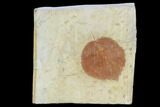 Detailed Fossil Leaf (Davidia) - Glendive, Montana #99429-1